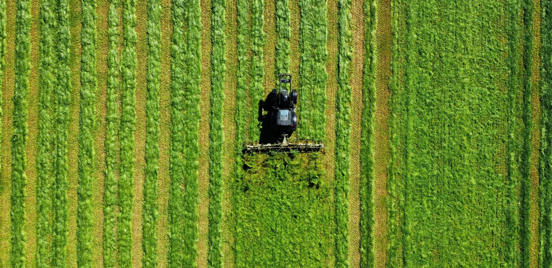 Agricultural vehicle moving through rows of crops